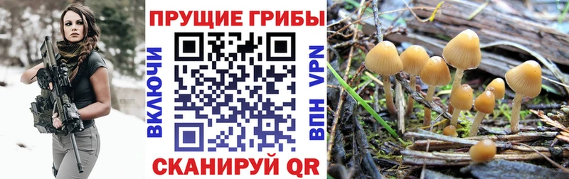 Псилоцибиновые грибы Magic Shrooms  блэк спрут ссылка  Бакал 